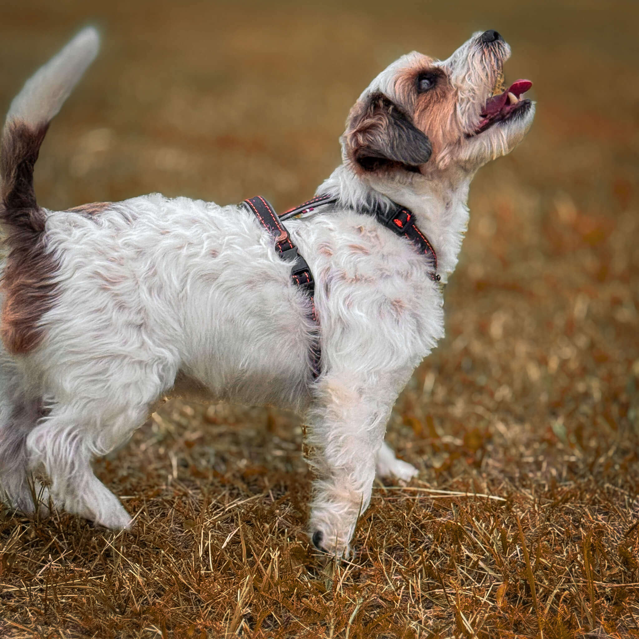 EasyFit anatomiski pareizi - ūdensdroši iemaukti suņiem - Brūni