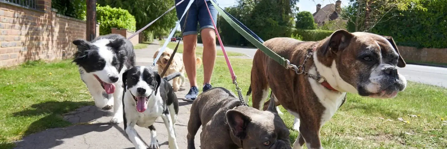 Pavadas suņiem - ūdensizturīgas, viegli kopjamas
