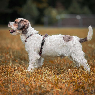 EasyFit anatomiski pareizi - ūdensdroši iemaukti suņiem - Brūni