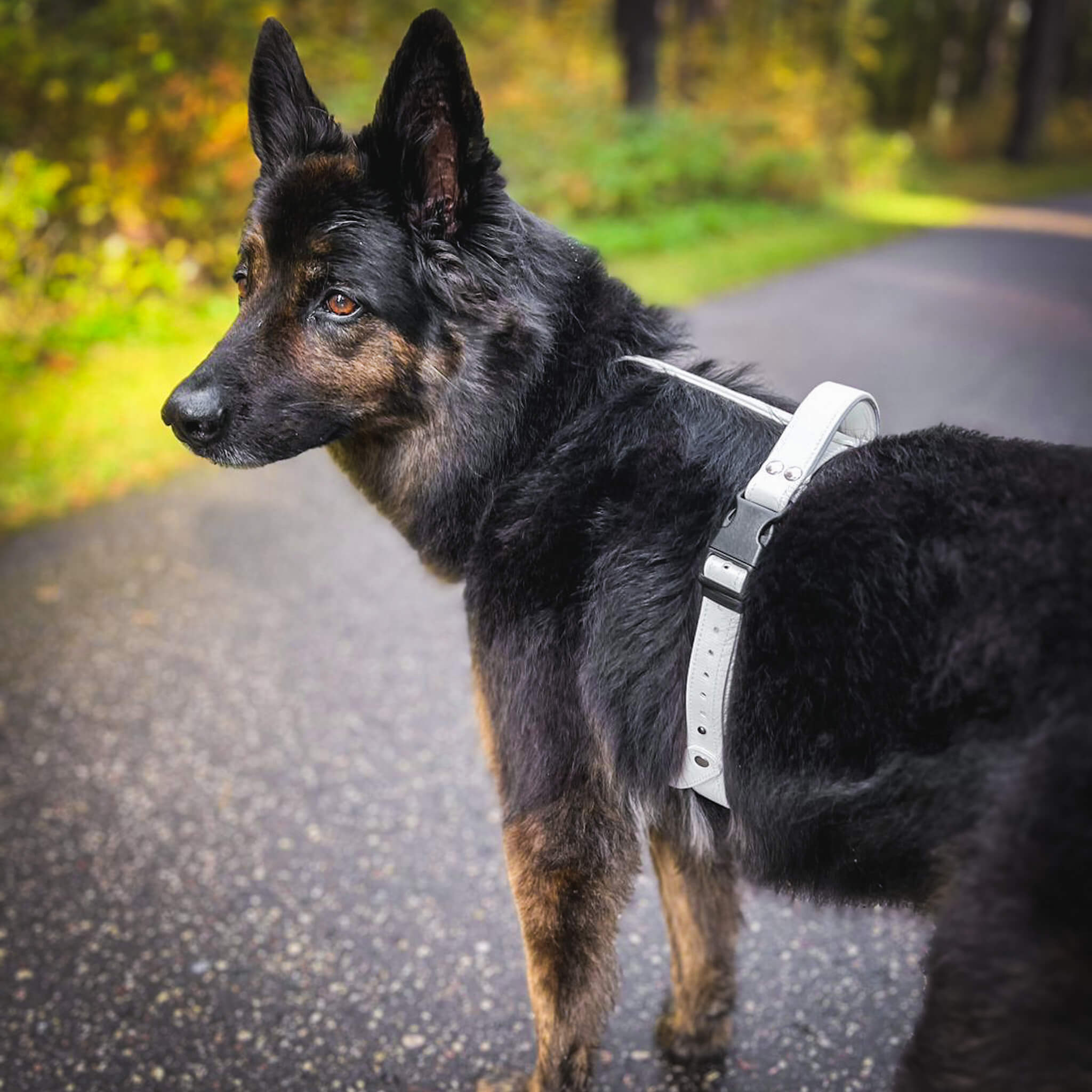 EasyFit Anatomical Waterproof Dog Harness - White