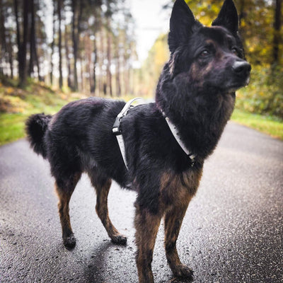 EasyFit anatomiski pareizi - ūdensdroši iemaukti suņiem - Balti