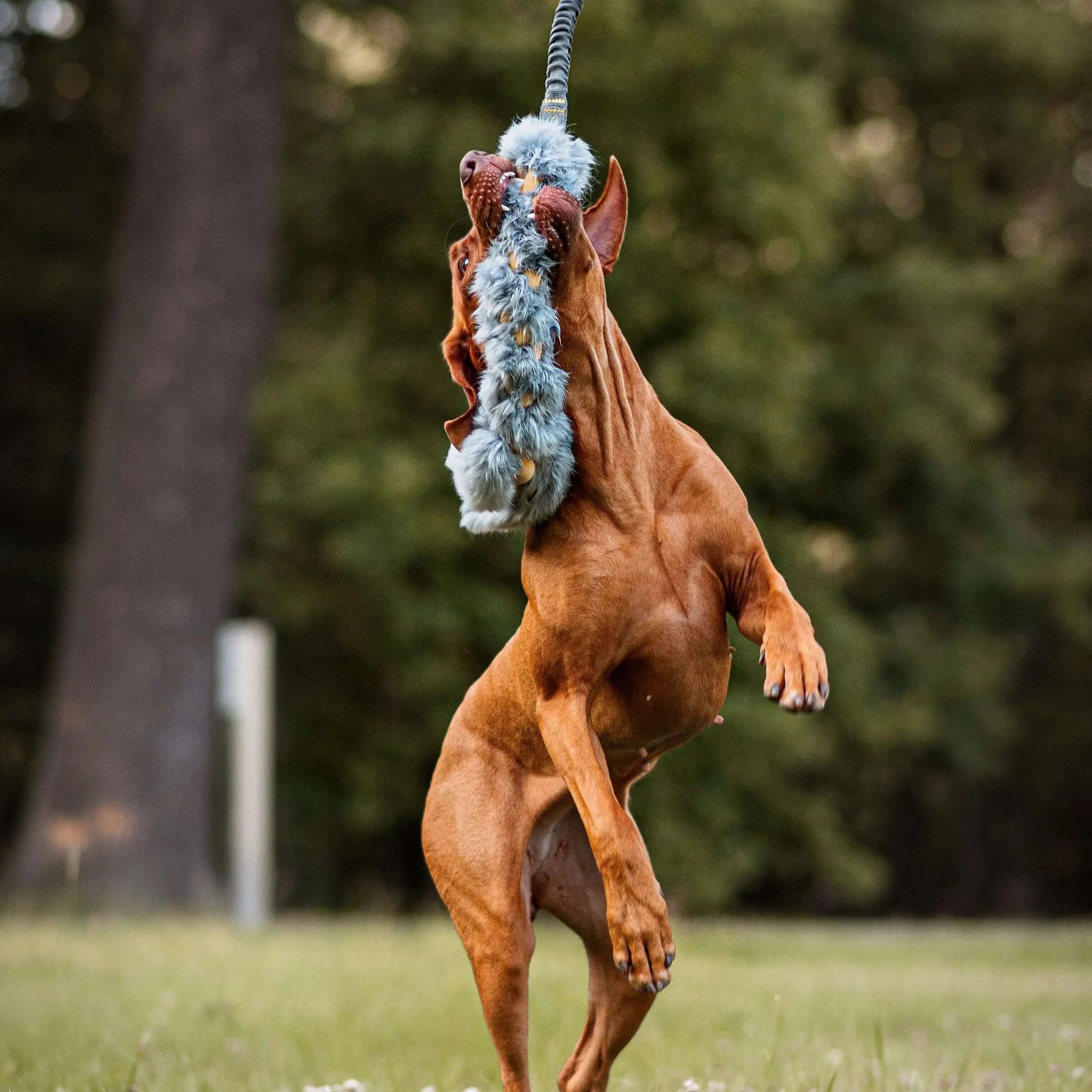 The damping toy of artificial fur for dogs