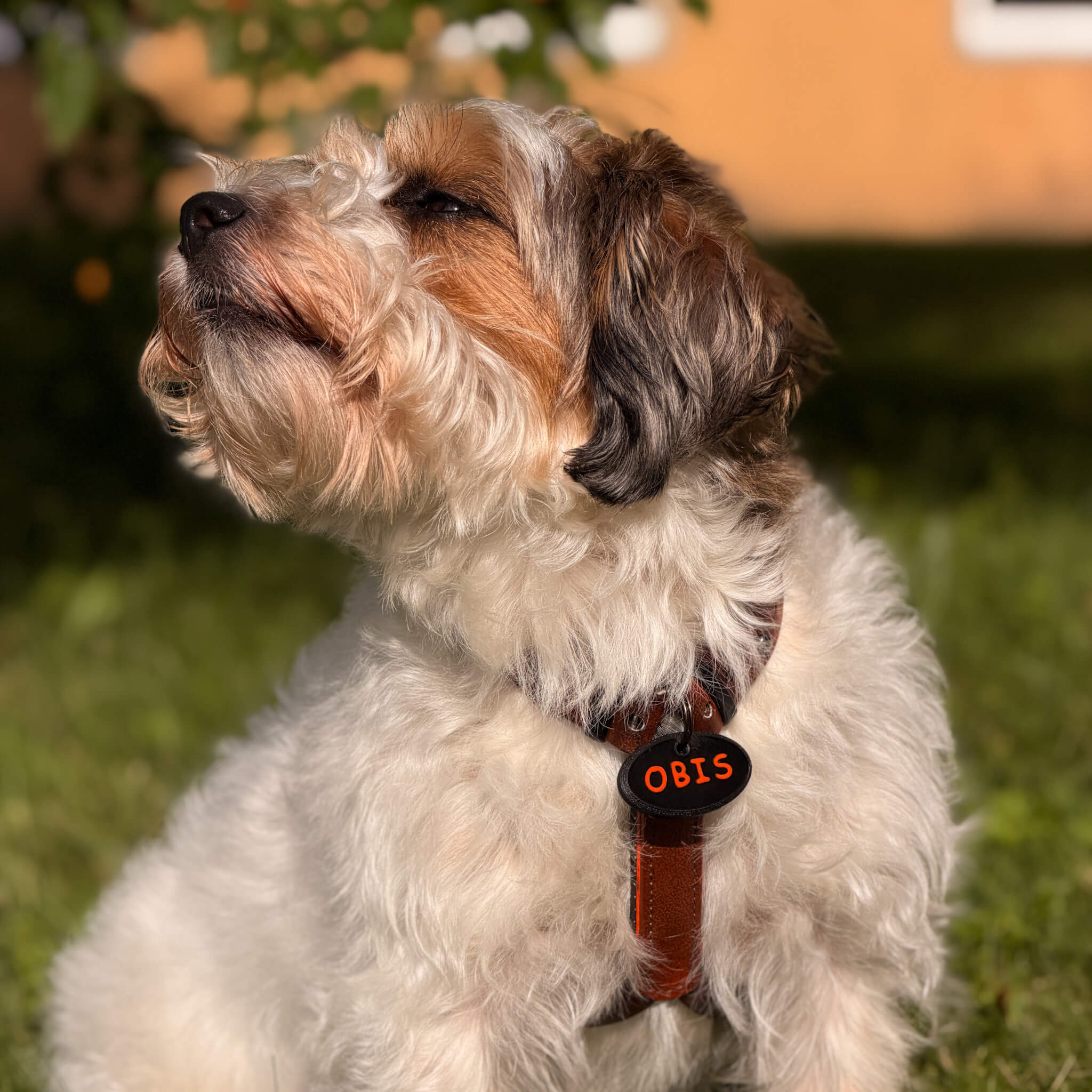 ObiDog medaljons sunim ar vārdu un telefona nr.