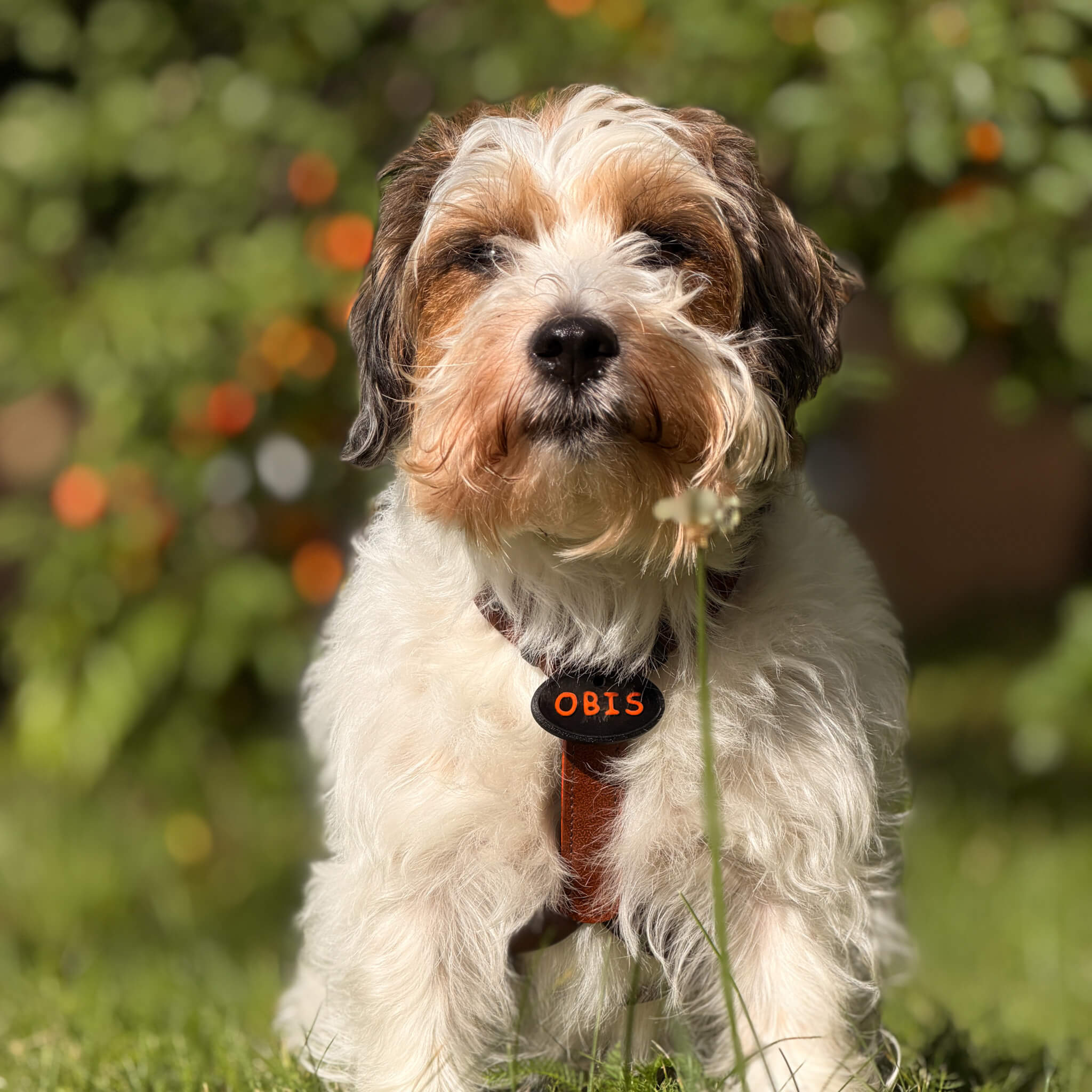 ObiDog medaljons sunim ar vārdu un telefona nr.