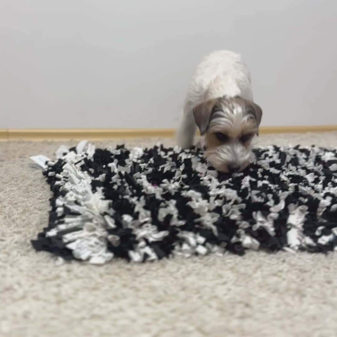 Load video: A small dog sniffing a black and white snuffle mat designed for mental stimulation.